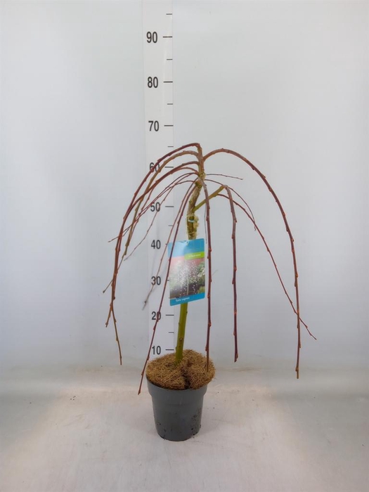 <h4>Salix caprea 'Kilmarnock'</h4>