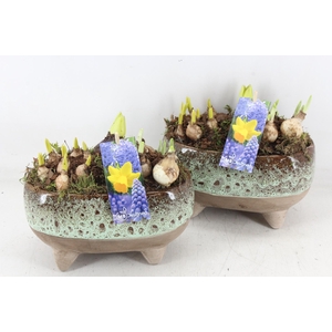 arr4 Bollenmix MB - Luxe ovaal pootjes x4