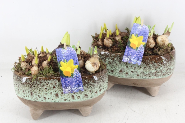 <h4>arr4 Bollenmix MB - Luxe ovaal pootjes x4</h4>