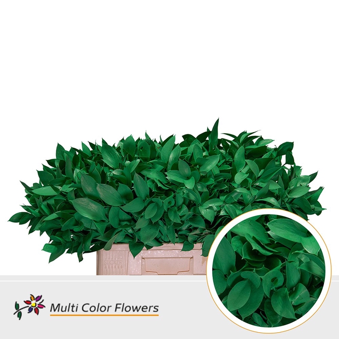 <h4>Ruscus Groen donker</h4>