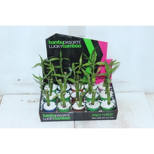 AGLAONEMA VARIADA P12 PREMIUM