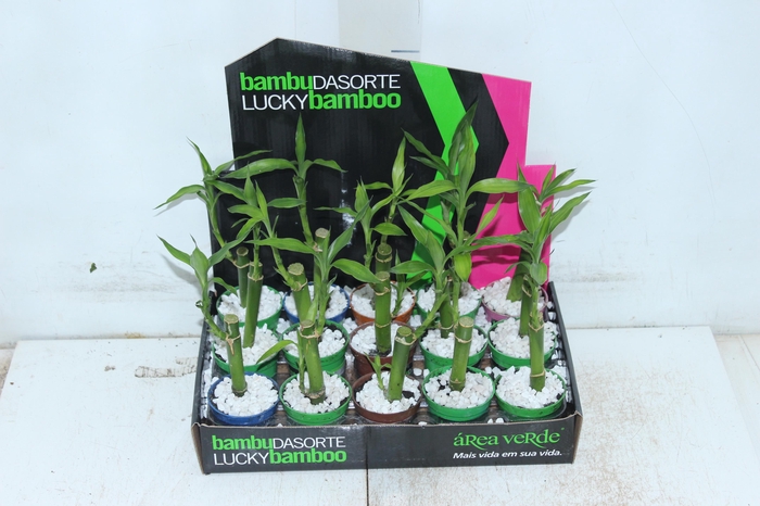 <h4>AGLAONEMA VARIADA P12 PREMIUM</h4>