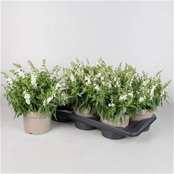 <h4>ANGELONIA WHITE P17</h4>