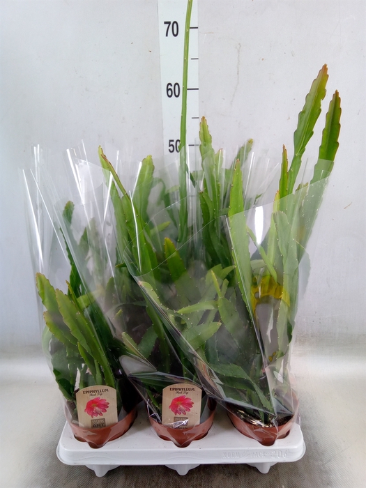 <h4>Epiphyllum   ...</h4>