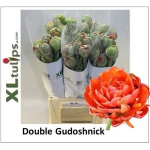 Tu Du Fr Gudoshnik 52cm