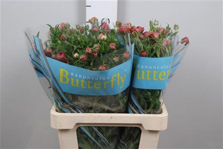 <h4>Ran Butterfly Musa</h4>