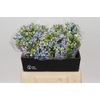 Oxypetalum Tweedia Blue