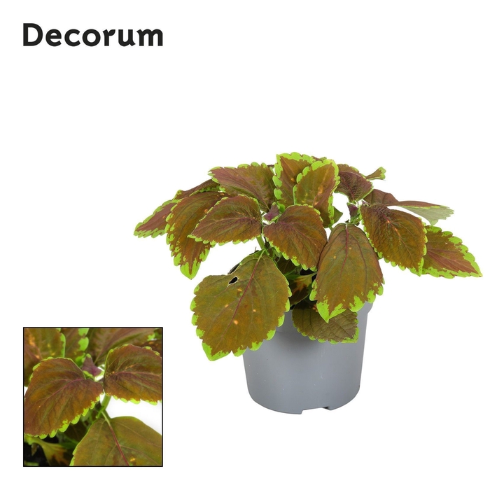 <h4>Coleus Gardner Street Decorum</h4>