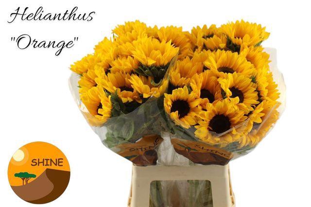 <h4>HELIAN AN ORANGE FIR</h4>