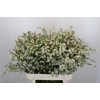 Chamelaucium Dancing Queen White