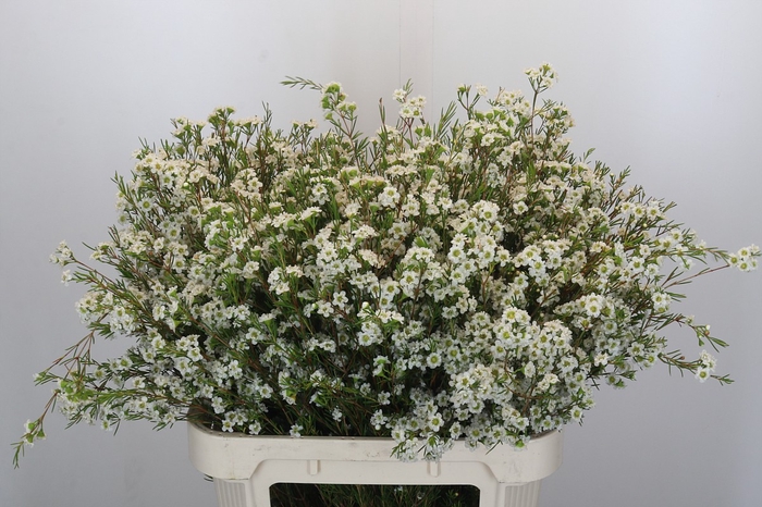 Chamelaucium Dancing Queen White