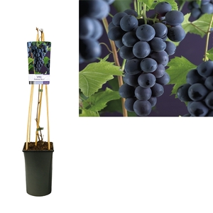 Vitis 'Boskoop Glory' +light label