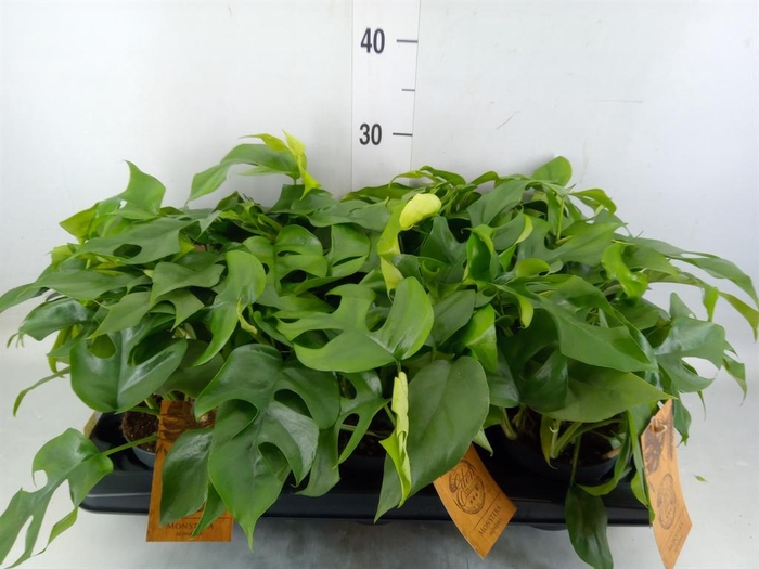 <h4>Monstera   ...</h4>