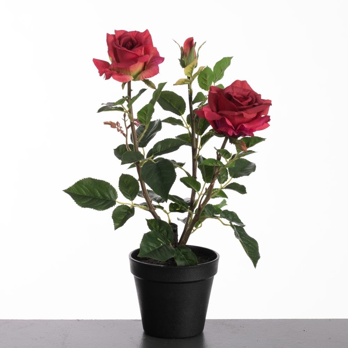 Af Rosa In Pot H40cm Red