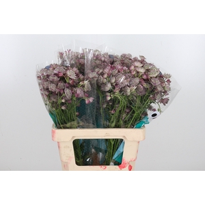 Astrantia Star Of Africa