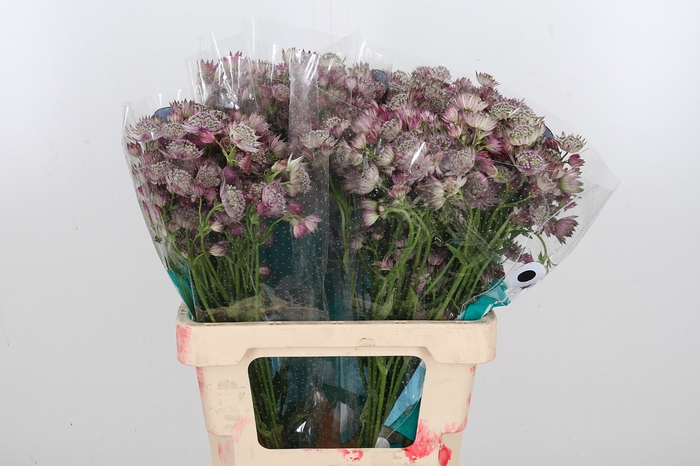 <h4>Astrantia Star Of Africa</h4>