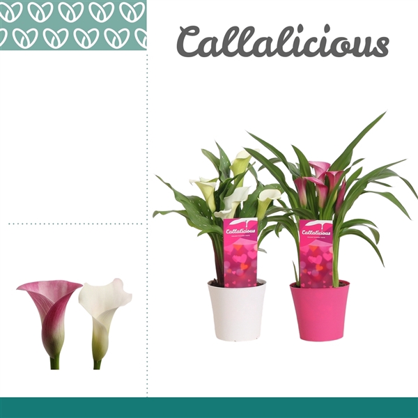 <h4>Zantedeschia Roze/Wit in Ompot Linge LOVE</h4>