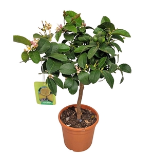 Citrus Lemon Meyer Stem