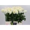 Dahlia Boom Boom White