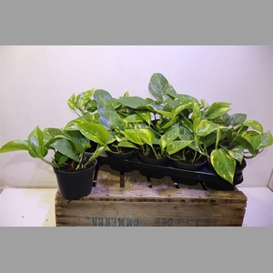 Epipr Aureum