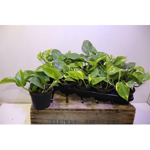 Epipr Aureum
