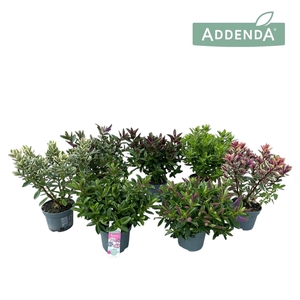 Hebe Addenda