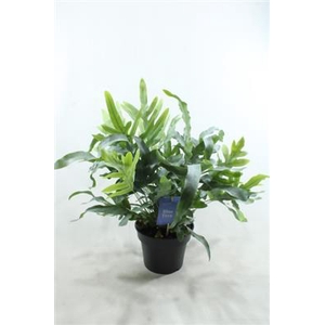 Phlebodium Groot X6