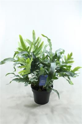 <h4>Phlebodium Groot X6</h4>