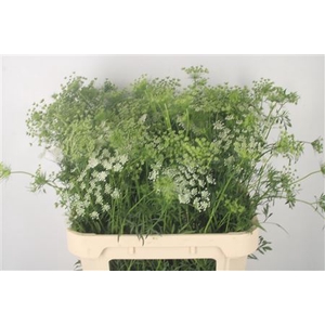 Ammi Majus