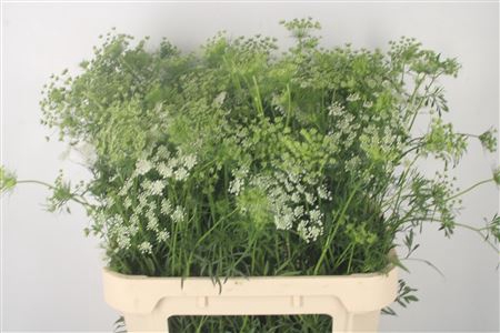 <h4>Ammi Majus</h4>