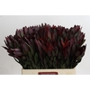 Leucadendron Saf Sunset Dark R.