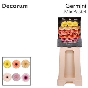 Germini Mix Pastel Diamond