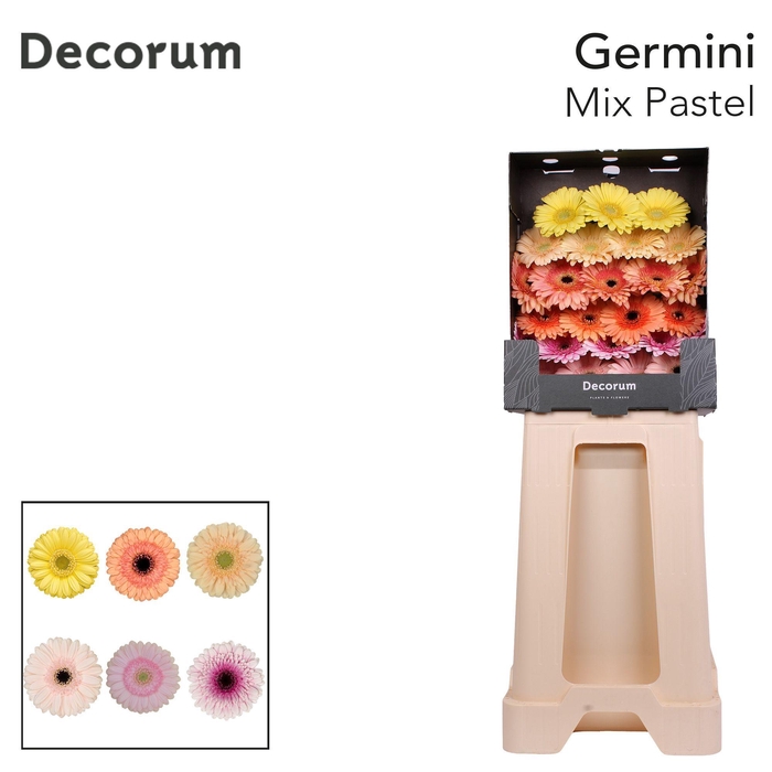 <h4>Germini Mix Pastel Diamond</h4>