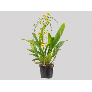 ONCIDIUM SUMMER WIND P14 MIN 2 HT TRABALHADA