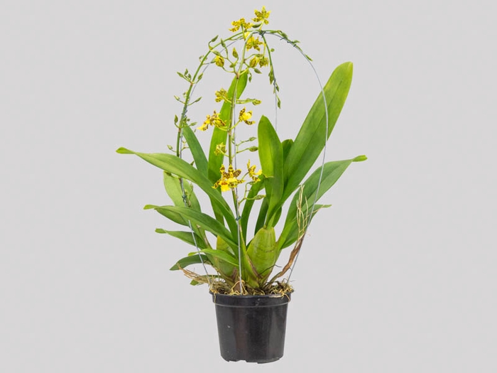 <h4>ONCIDIUM SUMMER WIND P14 MIN 2 HT TRABALHADA</h4>