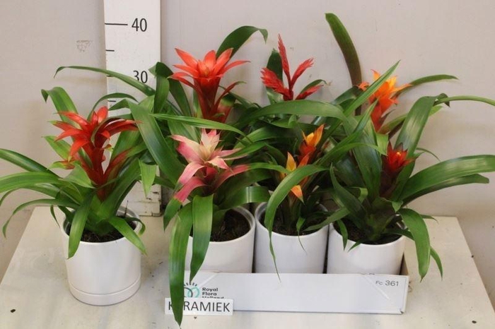 <h4>BROMELIA GEM</h4>