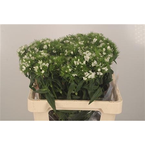 Di Barb Breanthus White Duke