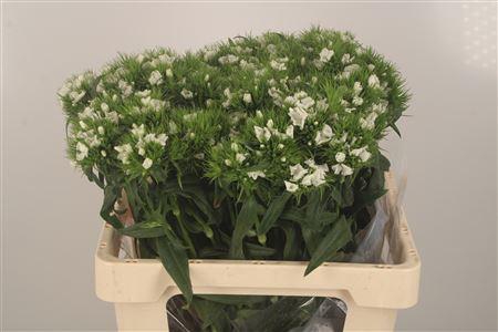 <h4>Di Barb Breanthus White Duke</h4>