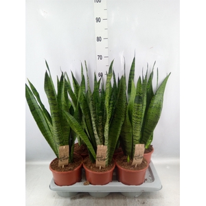 Sansevieria zeylanica