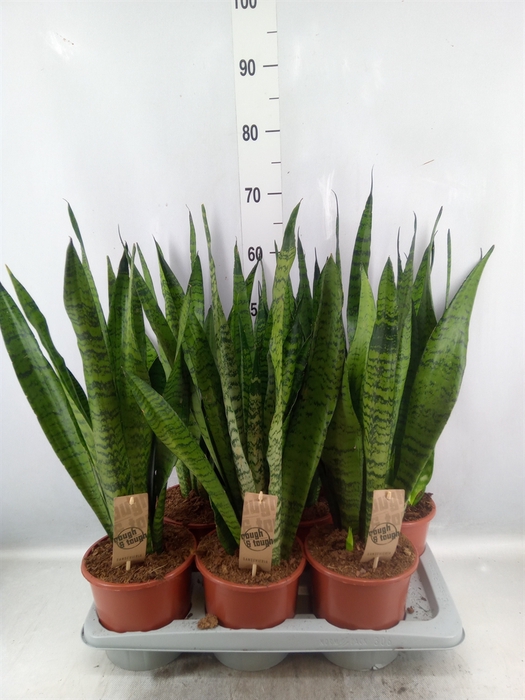 <h4>Sansevieria zeylanica</h4>