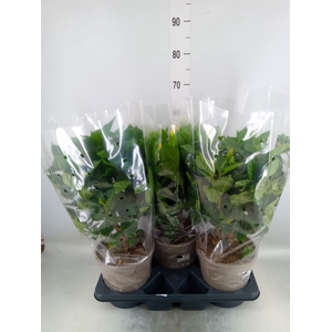 Hibiscus rosa-sin.   ...mix