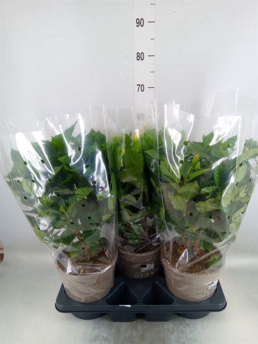 <h4>Hibiscus rosa-sin.   ...mix</h4>