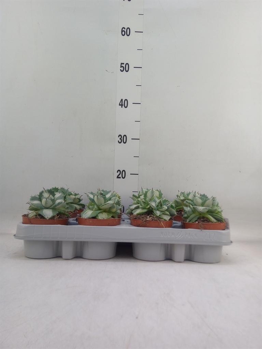 <h4>Agave   ...</h4>