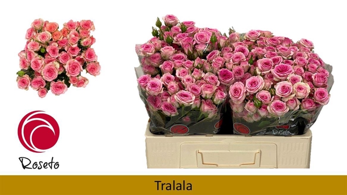 <h4>R Tr Tralala</h4>