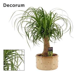 Beaucarnea recht 19 cm in Belle schaal (Deco-collection)