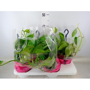 Epipremnum pinn.   HG