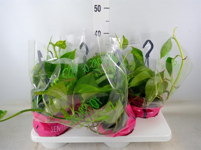 <h4>Epipremnum pinn.   HG</h4>