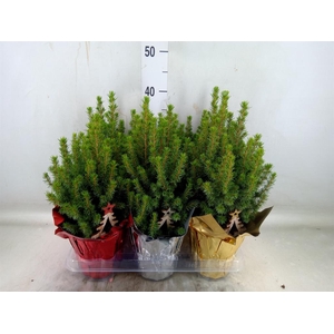 Picea glauca 'Perfecta'
