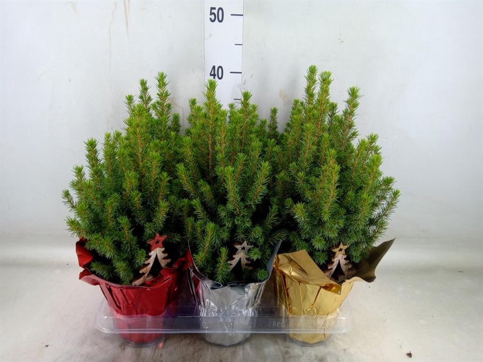 <h4>Picea glauca 'Perfecta'</h4>