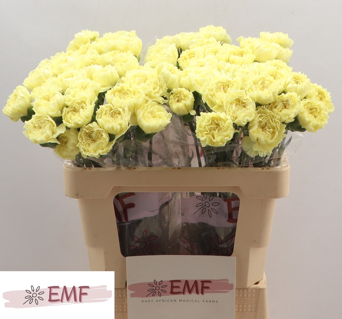 <h4>DI ST LUIZA</h4>